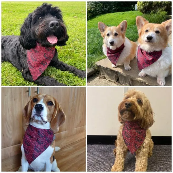 Dog Bandana models