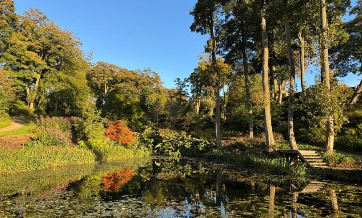 A garden full of trees in autumn colours, with water at the front and wooden steps leading up into the trees.